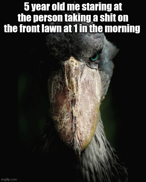 bird.png | 5 year old me staring at the person taking a shit on the front lawn at 1 in the morning | image tagged in bird,death stare,you have 5 seconds to run,goofy ahh,funny,memes | made w/ Imgflip meme maker
