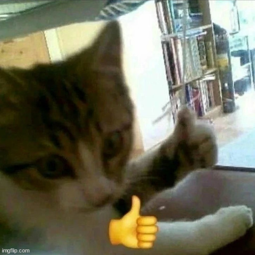 cat thumbs up | image tagged in cat thumbs up | made w/ Imgflip meme maker