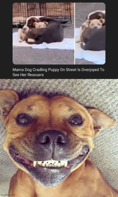 Mama dog cradling puppy | image tagged in smiling dog,dogs,dog,memes,meme,puppy | made w/ Imgflip meme maker