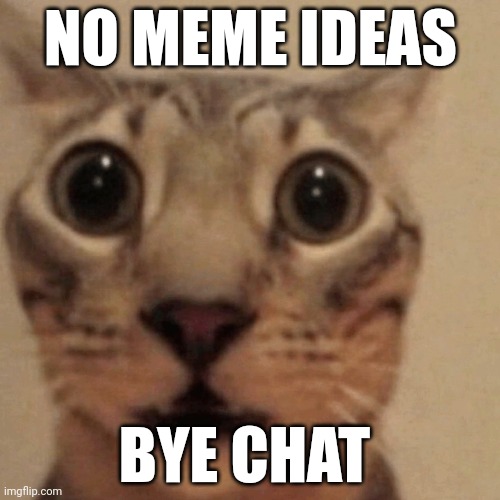 Domestic short-haired cat | NO MEME IDEAS; BYE CHAT | image tagged in domestic short-haired cat | made w/ Imgflip meme maker