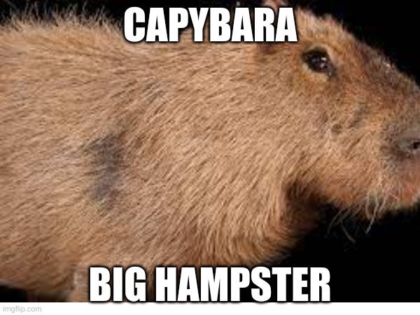 Capybara | CAPYBARA; BIG HAMPSTER | image tagged in capybara,meme | made w/ Imgflip meme maker