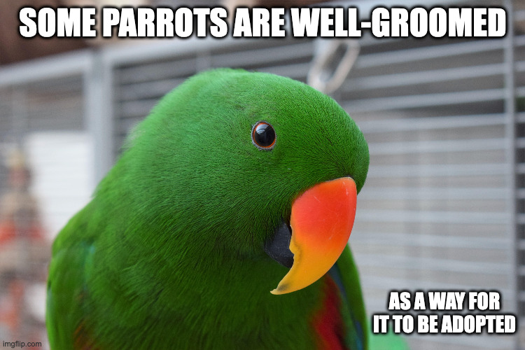 Parrot With Shiny Feathers | SOME PARROTS ARE WELL-GROOMED; AS A WAY FOR IT TO BE ADOPTED | image tagged in parrot,memes | made w/ Imgflip meme maker