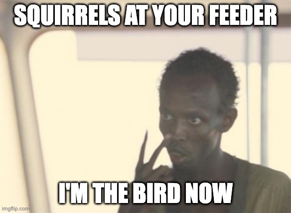 I'm The Captain Now | SQUIRRELS AT YOUR FEEDER; I'M THE BIRD NOW | image tagged in memes,i'm the captain now | made w/ Imgflip meme maker