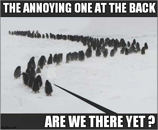 The March Of The Penguins ! | THE ANNOYING ONE AT THE BACK; ARE WE THERE YET ? | image tagged in penguins,are we there yet | made w/ Imgflip meme maker
