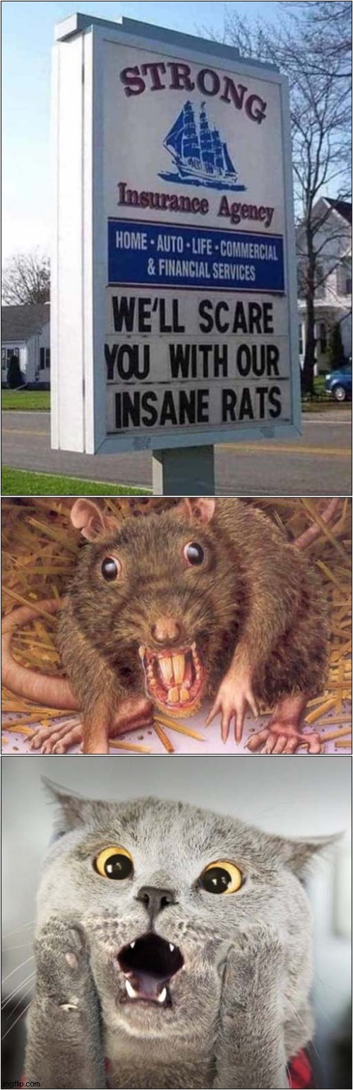 I Would Be Frightened Too ! | image tagged in funny sign,insane,rats,shocked cat | made w/ Imgflip meme maker