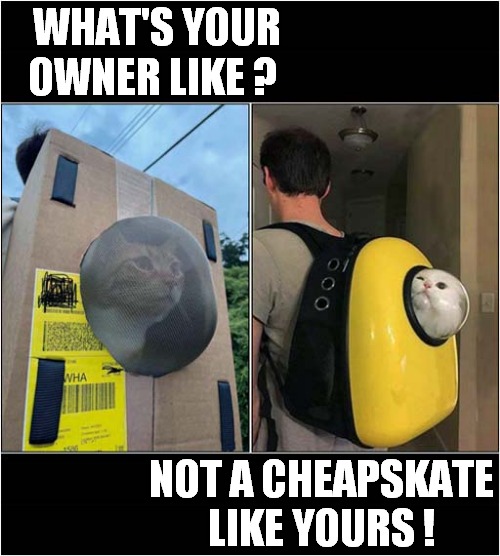 Very Different Cat Carriers ! | WHAT'S YOUR OWNER LIKE ? NOT A CHEAPSKATE LIKE YOURS ! | image tagged in cats,carrier,cheapskate | made w/ Imgflip meme maker