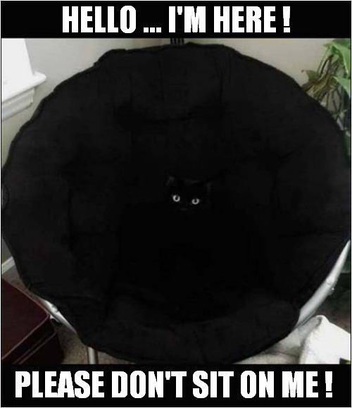 Hidden Cat ! | HELLO ... I'M HERE ! PLEASE DON'T SIT ON ME ! | image tagged in cats,hidden,please don't | made w/ Imgflip meme maker