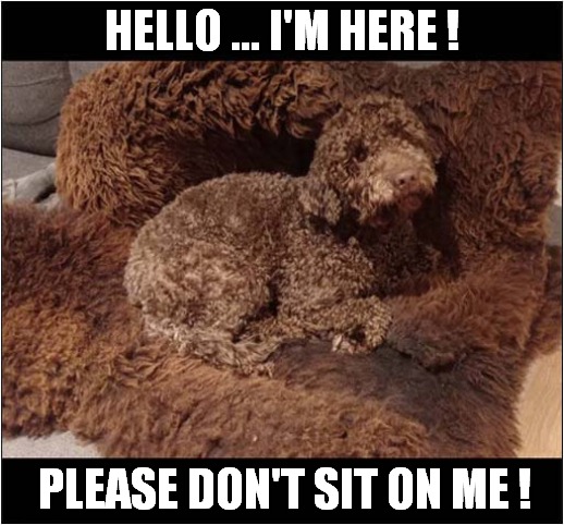 Hidden Puppy ! | HELLO ... I'M HERE ! PLEASE DON'T SIT ON ME ! | image tagged in dogs,puppy,hidden,please don't | made w/ Imgflip meme maker