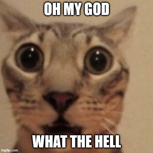 Domestic short-haired cat | OH MY GOD; WHAT THE HELL | image tagged in domestic short-haired cat | made w/ Imgflip meme maker