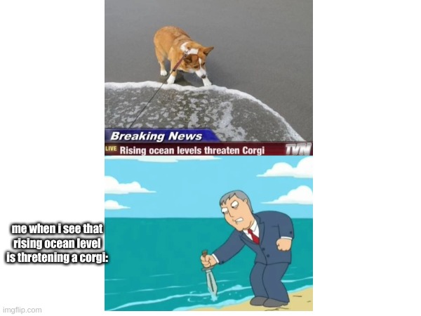 YOU DO NOT MESS WITH THE CORGI ):< | me when i see that rising ocean level is thretening a corgi: | image tagged in corgi | made w/ Imgflip meme maker