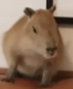 High Quality capybara Blank Meme Template