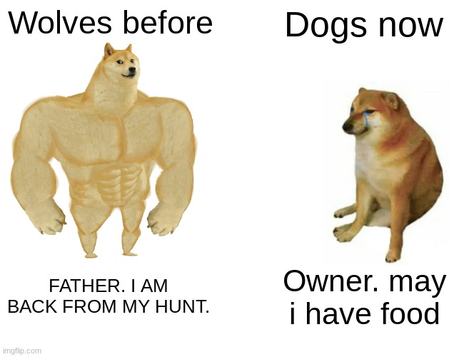 Buff Doge vs. Cheems | Wolves before; Dogs now; FATHER. I AM BACK FROM MY HUNT. Owner. may i have food | image tagged in memes,buff doge vs cheems | made w/ Imgflip meme maker