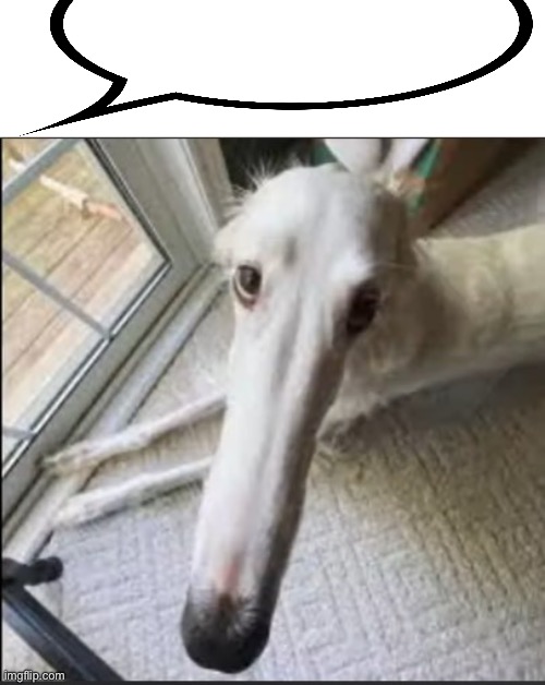 borzoi | image tagged in borzoi | made w/ Imgflip meme maker