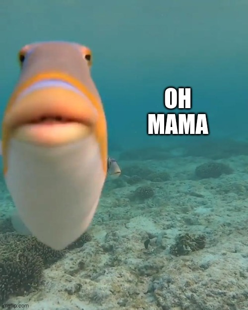 staring fish | OH MAMA | image tagged in staring fish | made w/ Imgflip meme maker
