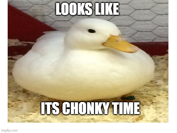 Chonk |  LOOKS LIKE; ITS CHONKY TIME | image tagged in duck | made w/ Imgflip meme maker