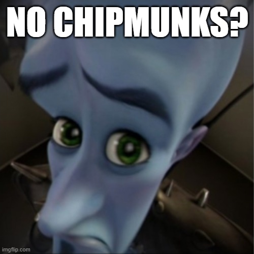 NO CHIPMUNKS? | image tagged in megamind peeking | made w/ Imgflip meme maker