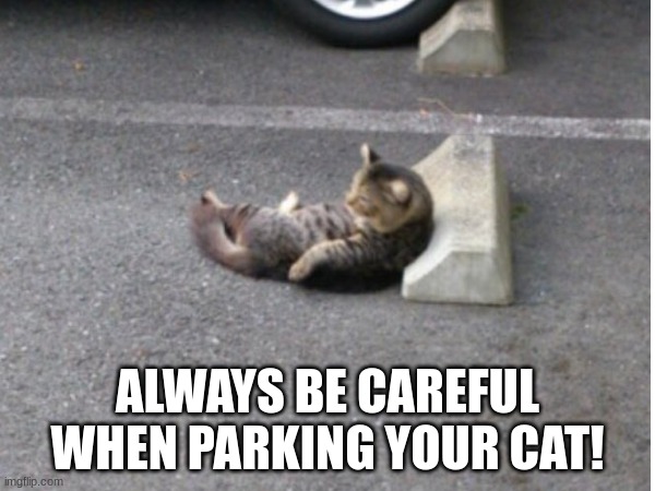 Cat in a parking space lol | ALWAYS BE CAREFUL WHEN PARKING YOUR CAT! | image tagged in cat,parking,car,sus,funny,why are you reading the tags | made w/ Imgflip meme maker