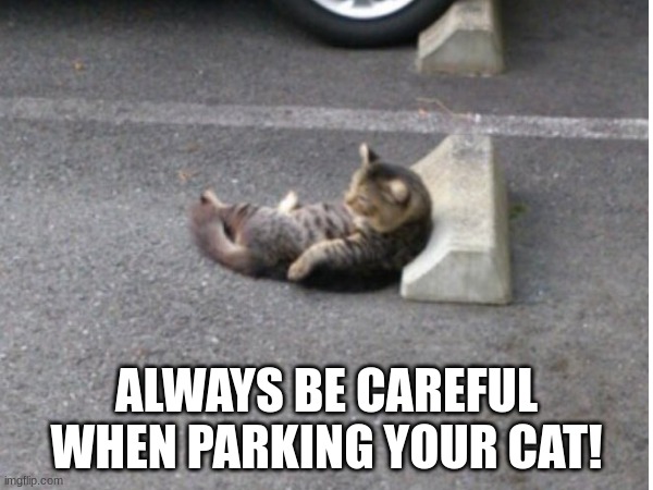 Cat Car Crash Meme, GIF - Share with Memix