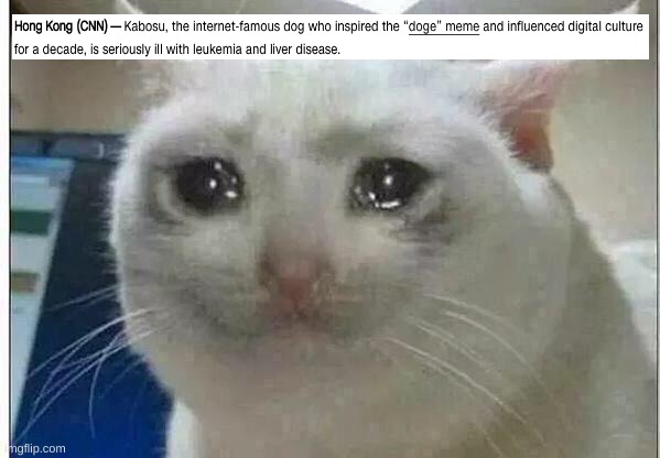 sad | image tagged in crying cat | made w/ Imgflip meme maker
