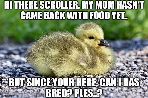 [sad geese noises] | HI THERE SCROLLER. MY MOM HASN'T
CAME BACK WITH FOOD YET.. BUT SINCE YOUR HERE, CAN I HAS
BRED? PLES..? | image tagged in can i has bred | made w/ Imgflip meme maker