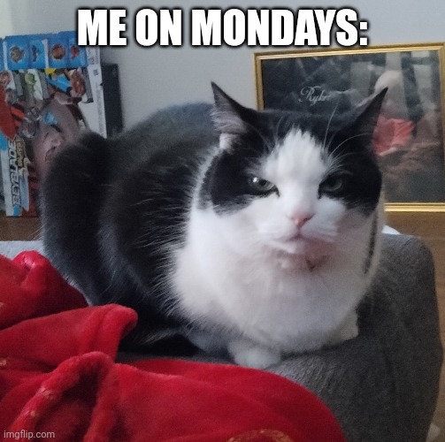 Me on Mondays | ME ON MONDAYS: | image tagged in funny cats | made w/ Imgflip meme maker