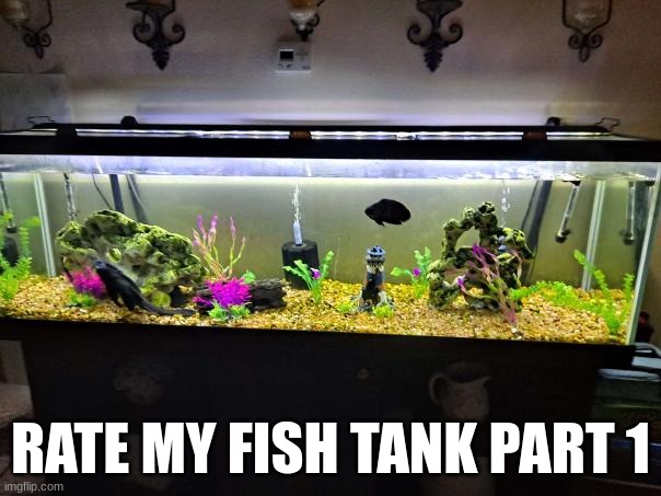 meeper | RATE MY FISH TANK PART 1 | made w/ Imgflip meme maker
