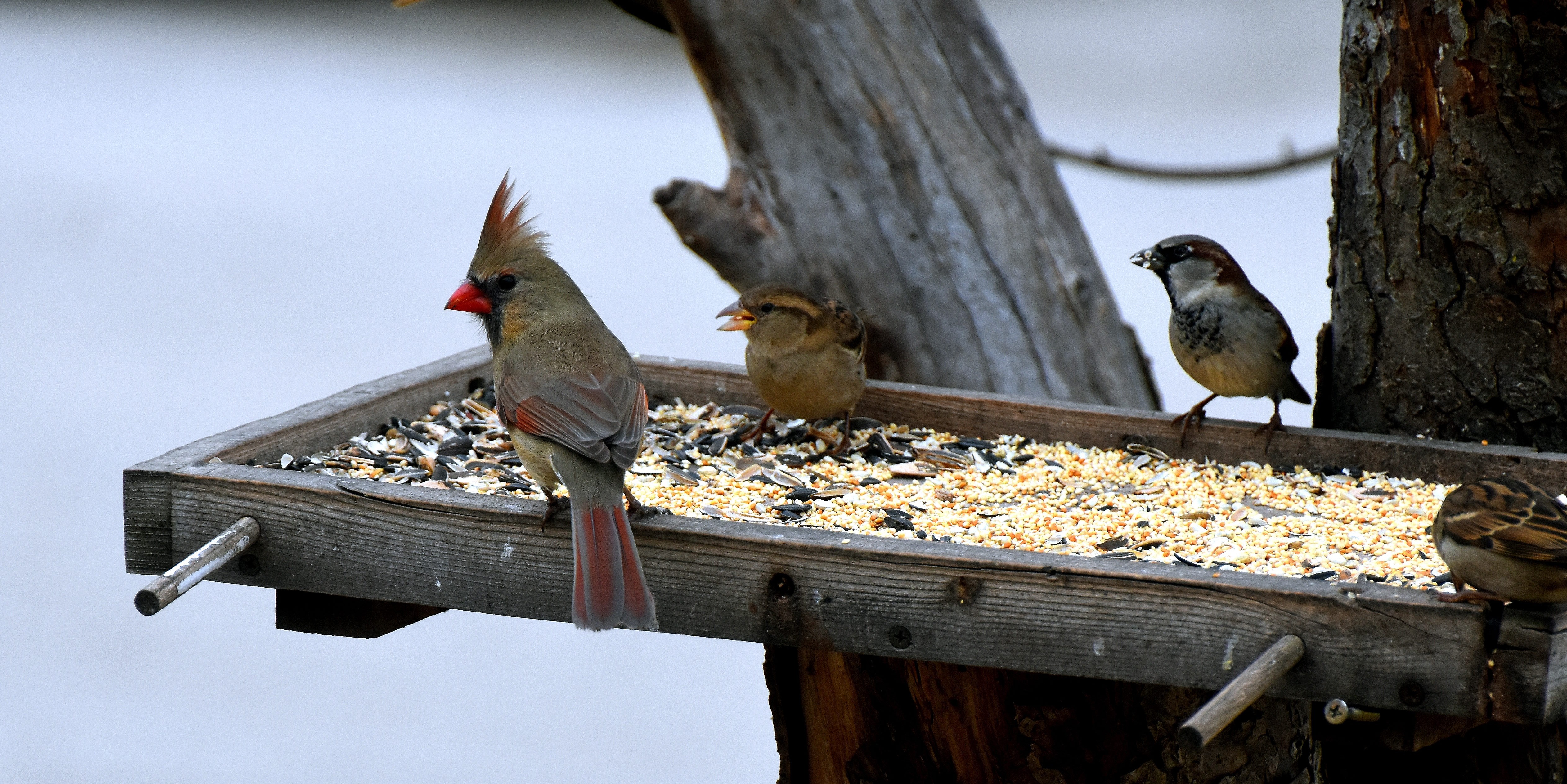 A female cardinal and a couple of sparrows | image tagged in cardinal,sparrows,kewlew | made w/ Imgflip meme maker
