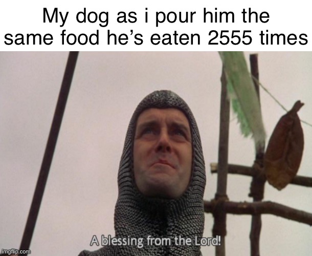 My dog: | My dog as i pour him the same food he’s eaten 2555 times | image tagged in a blessing from the lord | made w/ Imgflip meme maker