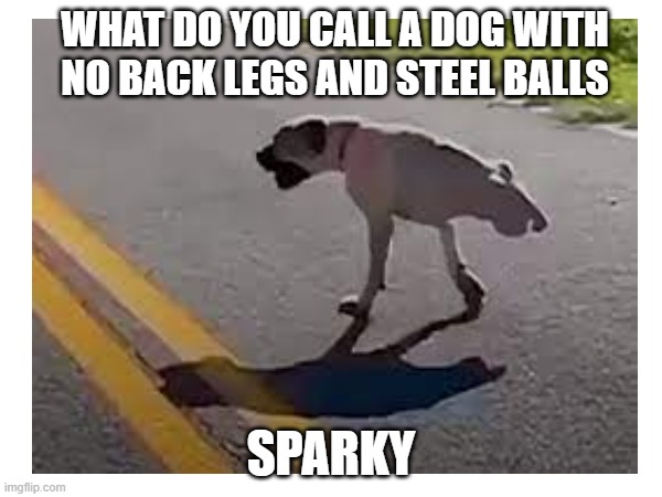 Dog with no back legs | WHAT DO YOU CALL A DOG WITH NO BACK LEGS AND STEEL BALLS; SPARKY | image tagged in meme,dark | made w/ Imgflip meme maker