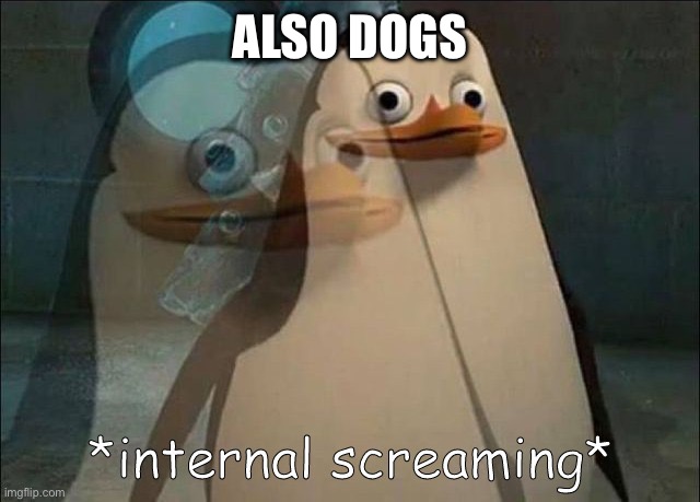 Private Internal Screaming | ALSO DOGS | image tagged in private internal screaming | made w/ Imgflip meme maker