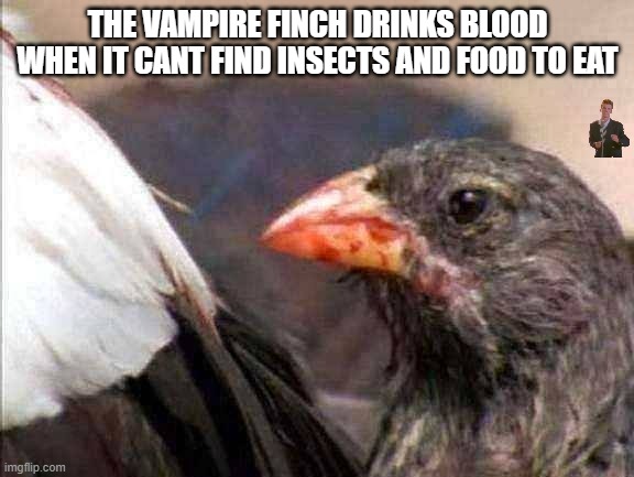twilight | THE VAMPIRE FINCH DRINKS BLOOD WHEN IT CANT FIND INSECTS AND FOOD TO EAT | image tagged in vampire,facts | made w/ Imgflip meme maker