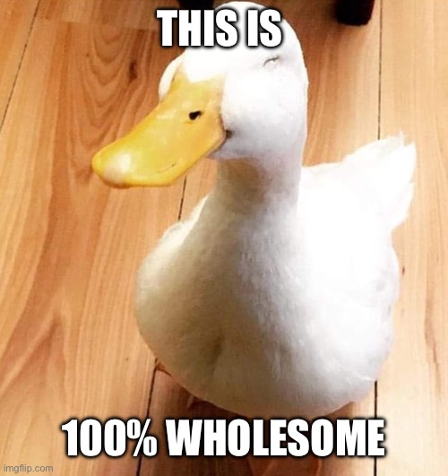 Wholesome duck | THIS IS; 100% WHOLESOME | image tagged in smile duck,wholesome,wholesome 100,duck | made w/ Imgflip meme maker