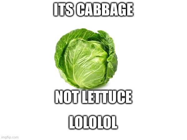 lettuce | ITS CABBAGE; NOT LETTUCE; LOLOLOL | image tagged in lettuce,cabbage,memes,imgflip | made w/ Imgflip meme maker