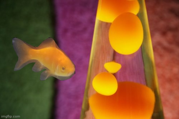 Lava lamps and fish | image tagged in lava lamp | made w/ Imgflip meme maker