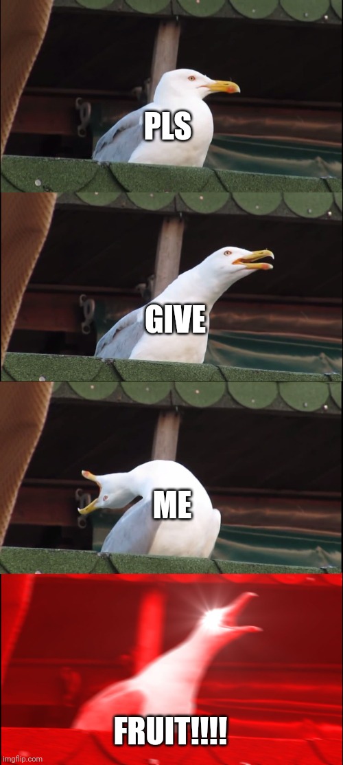 Noobs when they see players at The Jungle : | PLS; GIVE; ME; FRUIT!!!! | image tagged in memes,inhaling seagull | made w/ Imgflip meme maker