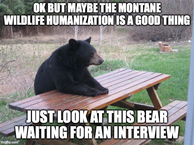 he so polite | OK BUT MAYBE THE MONTANE WILDLIFE HUMANIZATION IS A GOOD THING; JUST LOOK AT THIS BEAR WAITING FOR AN INTERVIEW | image tagged in patient bear | made w/ Imgflip meme maker