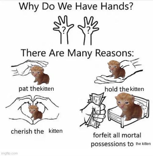 Why do we have hands? (all blank) | kitten; kitten; kitten; the kitten | image tagged in why do we have hands all blank | made w/ Imgflip meme maker