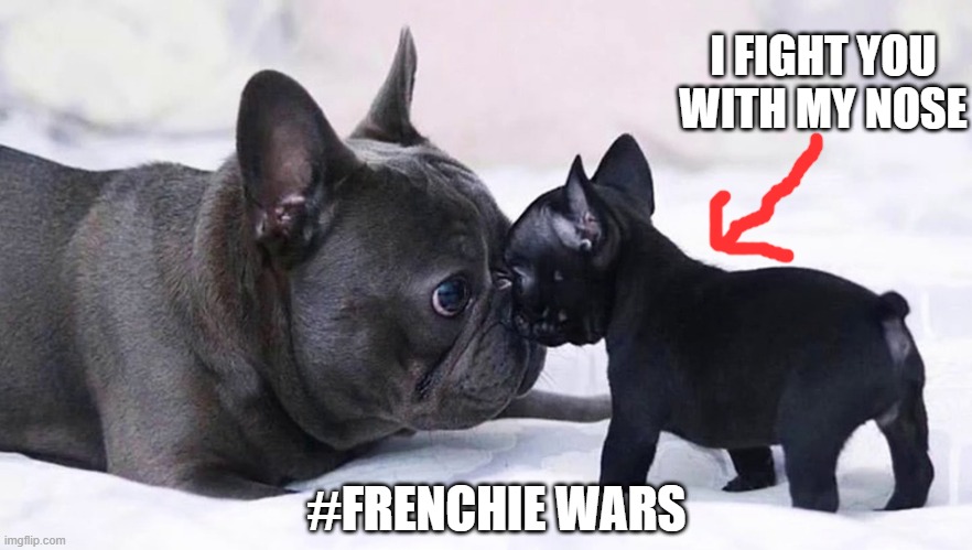 Frenchie Meme #1 | I FIGHT YOU WITH MY NOSE; #FRENCHIE WARS | image tagged in frenchie meme 1 | made w/ Imgflip meme maker