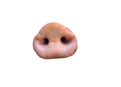 High Quality Pig Nose Blank Meme Template
