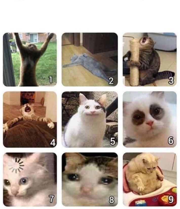 High Quality Cat poll Blank Meme Template