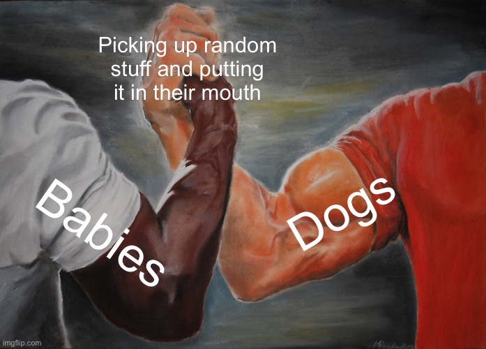 Epic Handshake Meme | Picking up random stuff and putting it in their mouth; Dogs; Babies | image tagged in memes,epic handshake | made w/ Imgflip meme maker