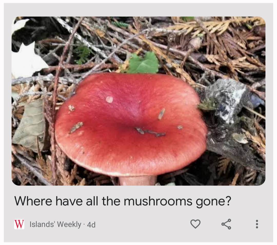 mushroom in pine needles Blank Meme Template