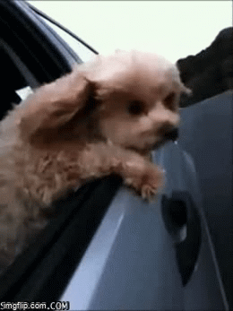 Dog's car ride - Imgflip