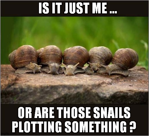 Suspicious Molluscs | IS IT JUST ME ... OR ARE THOSE SNAILS PLOTTING SOMETHING ? | image tagged in suspicious,snails,plotting | made w/ Imgflip meme maker