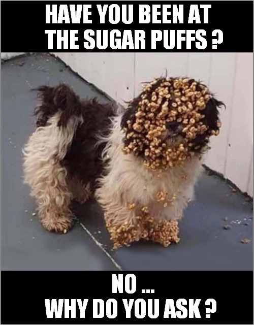 Dog Pleads Innocence ! | HAVE YOU BEEN AT
   THE SUGAR PUFFS ? NO ...
   WHY DO YOU ASK ? | image tagged in dogs,sugar puffs,denial | made w/ Imgflip meme maker