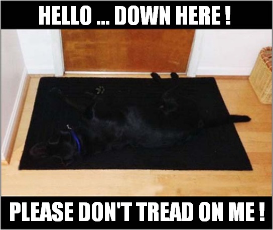Beware - Camouflaged Dog ! | HELLO ... DOWN HERE ! PLEASE DON'T TREAD ON ME ! | image tagged in dogs,beware,camouflage | made w/ Imgflip meme maker