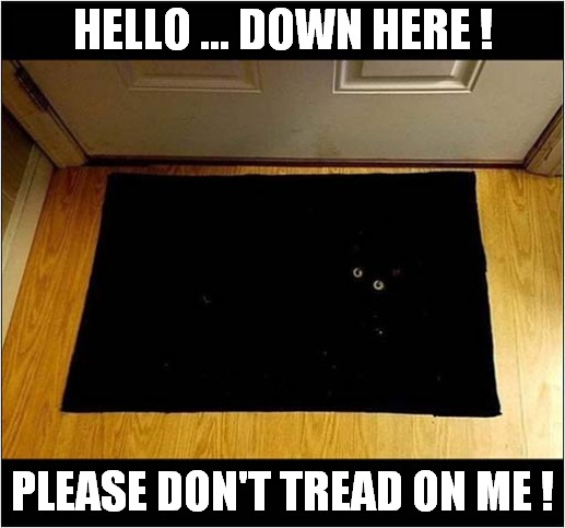 Beware - Camouflaged Cat ! | HELLO ... DOWN HERE ! PLEASE DON'T TREAD ON ME ! | image tagged in cat,beware,camouflage | made w/ Imgflip meme maker