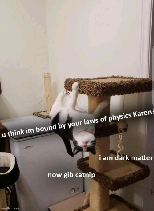 The ways of cats are not to be known by us mortals | image tagged in funny cats,gravity,karen,never gonna give you up,never gonna let you down,never gonna run around | made w/ Imgflip meme maker