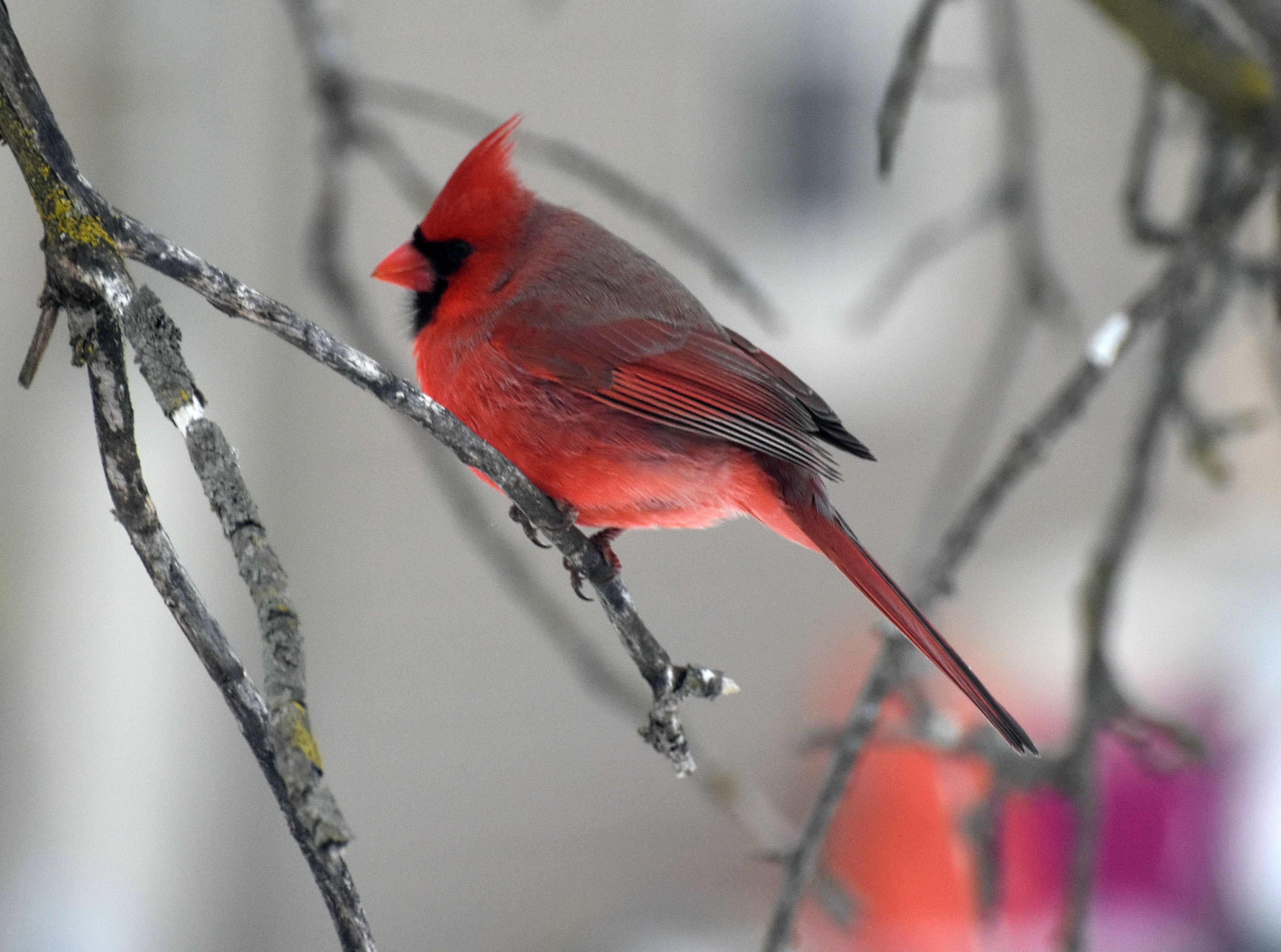 cardinal | image tagged in cardinal,kewlew | made w/ Imgflip meme maker