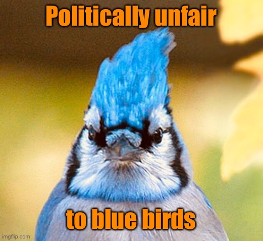 Blue jay | Politically unfair to blue birds | image tagged in blue jay | made w/ Imgflip meme maker